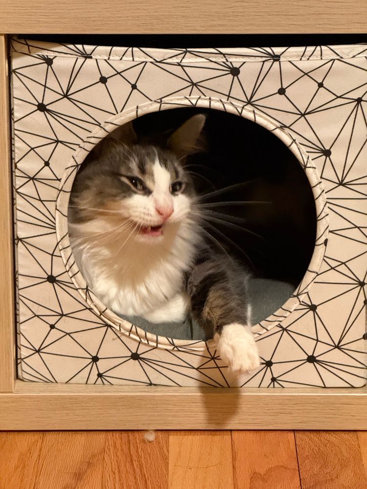 The angry end of a yawn. 