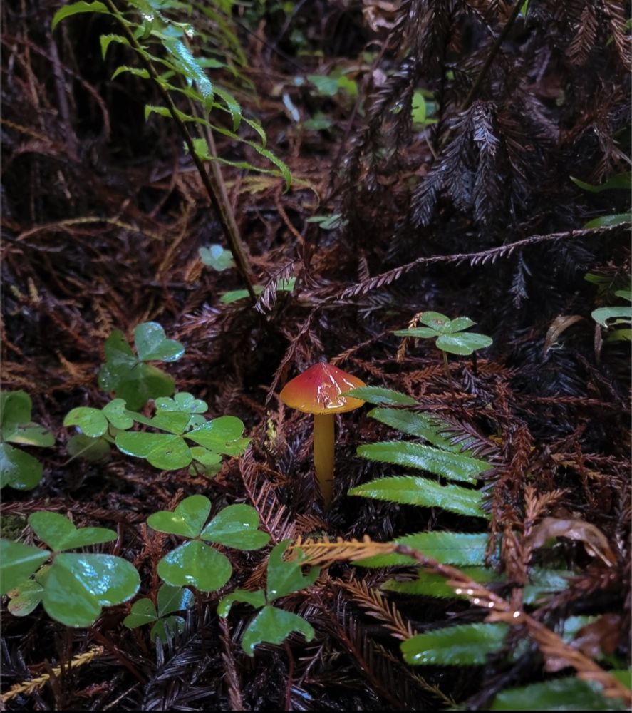 Small orange-yellow mushroom in a forest with clover, pine needles, and ferns
