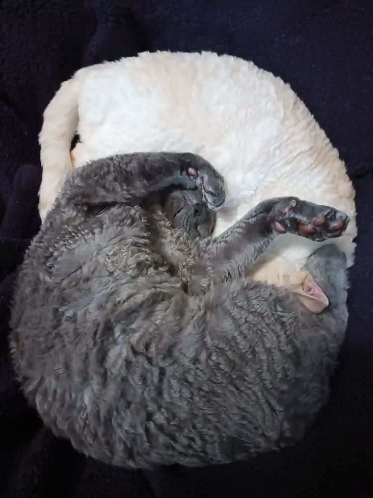 The same gray and white cats from the previous photos, napping together again, the gray one with his front paws up in the air in the classic Thriller dance pose, and his tongue peeking out. 