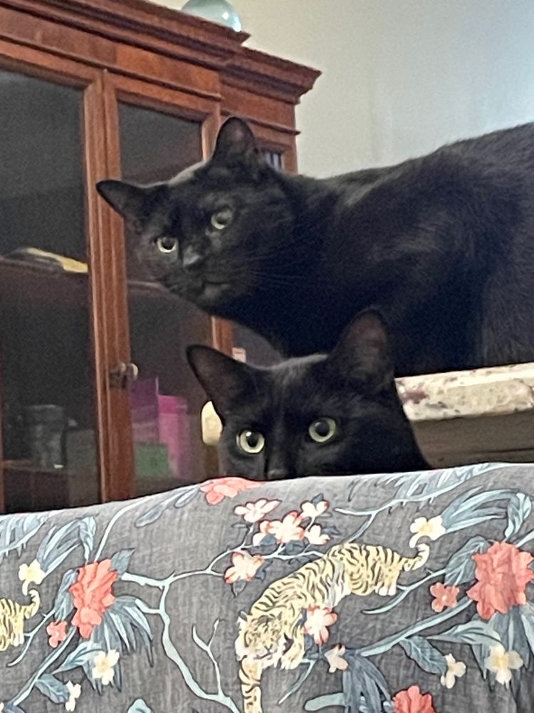 Two black cats looking at the camera. One sitting on a counter and the other peering over the back of a chair.