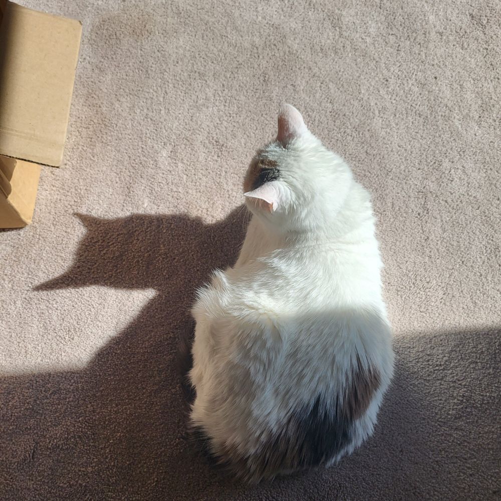 A mostly white calico sitting loaf-style on a tan carpet. She is half in sunlight and half in shadow. The shadow she casts looks like batman.
