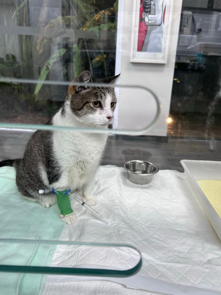 gato grande, rajado e branco, gorducho sentado com acesso de medicamento na pata da frente. ele está dentro de uma baia de internação 