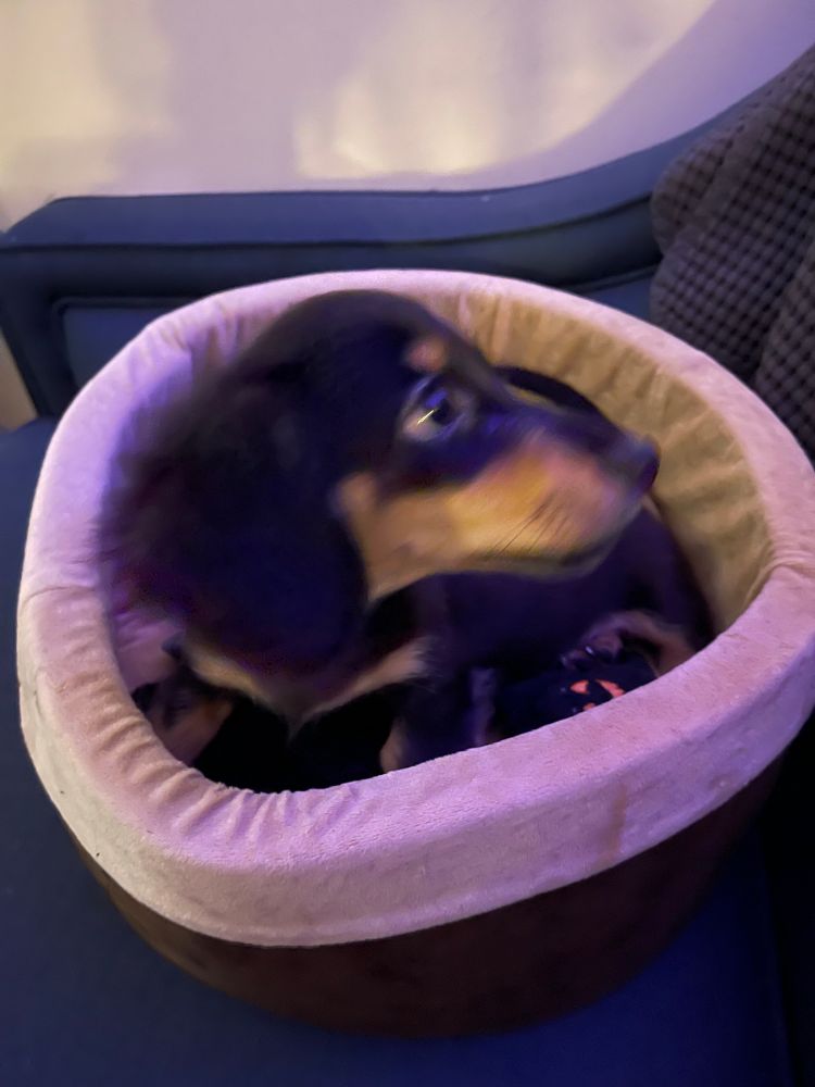 A slightly blurry photo of a baby Loaf. He was 10-12 weeks old. He is in a beige cat bed, atop a sofa. 