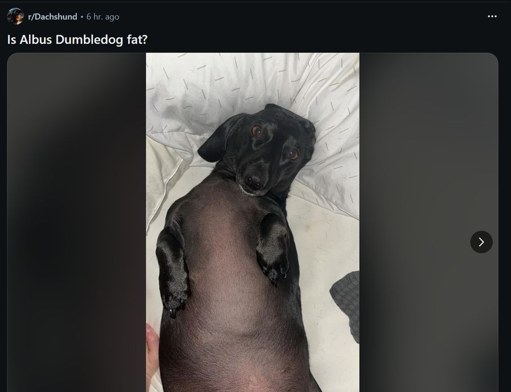 image post to r/Dachshund
6 hours ago
Title: Is Albus Dumbledog fat?
Image: Dark brown/black smooth haired dachshund laying on its back, with its lighter tummy upward. Yes, the dog is fat.