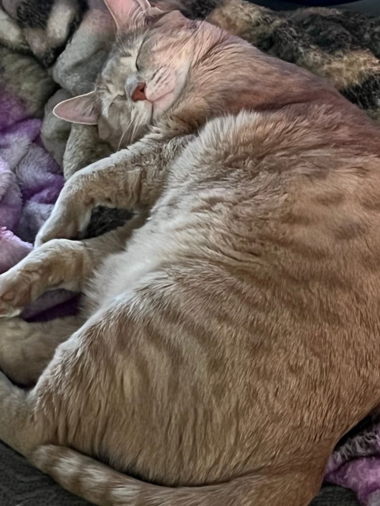 Peaches, our orange tabby smiling while napping.