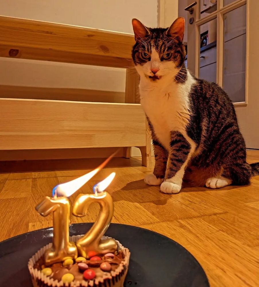 Sulu the cat standing in front of a small cake with candles indicating the age 12.