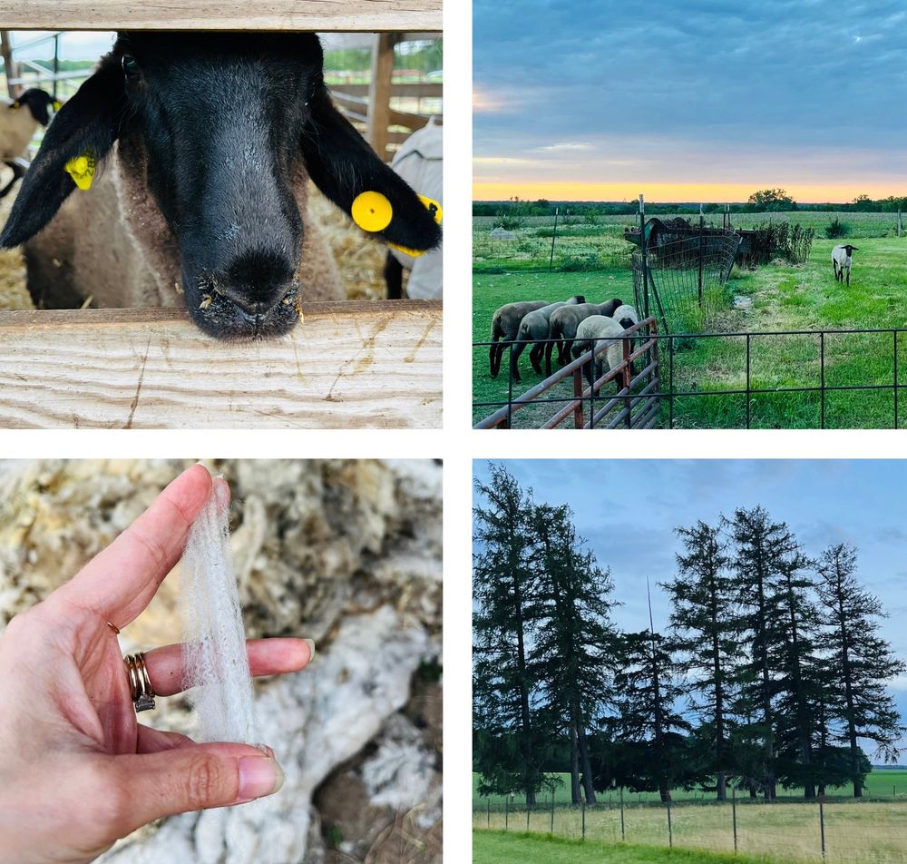 A photo grid with a Suffolk sheep poking it nose through the slots of a wooden fence pictured in top left corner, sheep in a corral with sunset in the background in the top right corner, a pile of sheared fleece with a crimpy locked held in focus by and hand in the bottom left and a photo of tamarack trees against a blue sky and a green pasture in the foreground in the bottom right.