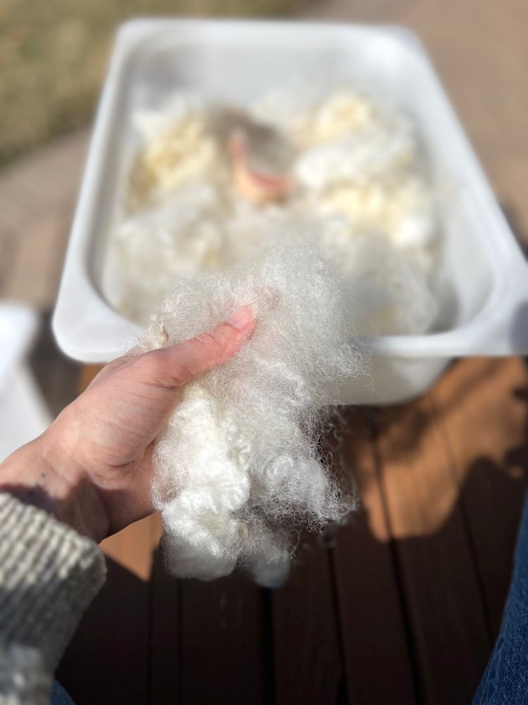 Hand holding a few locks of washed unpicked fiber in the sun with a bin of fiber and fiber brush in the background.