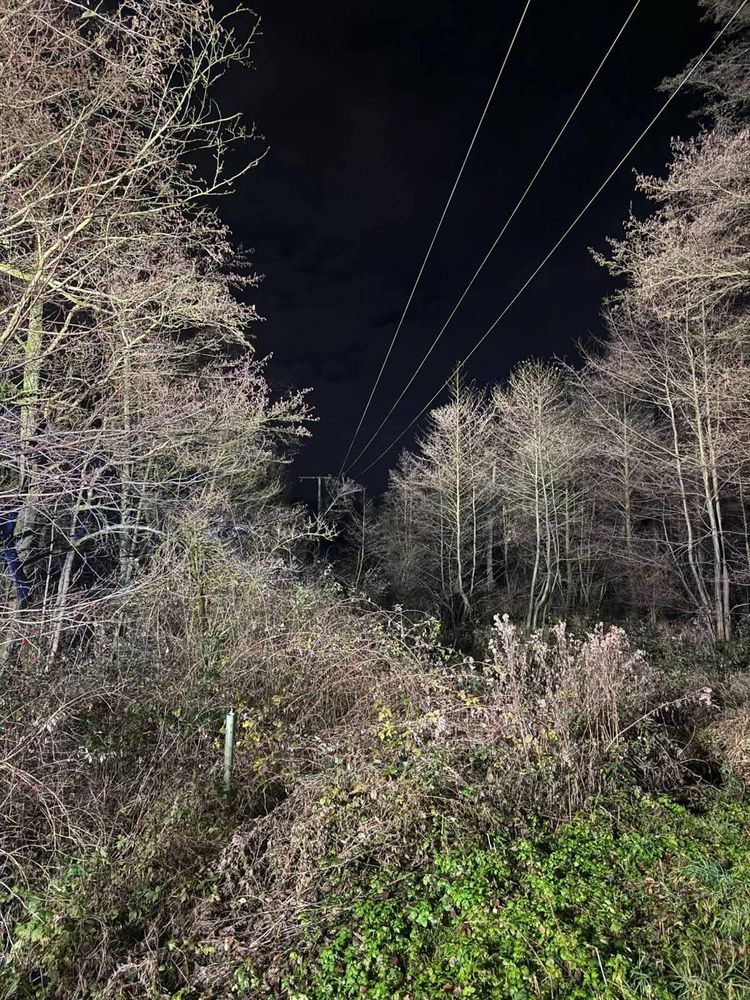 Bäume und Sträucher, die hell beleuchtet sind. Stromleitungen vor dunklem Himmel. In der Mitte des Bildes ist zu erkennen, dass ein kleiner Baum in die Stromleitung gefallen ist.