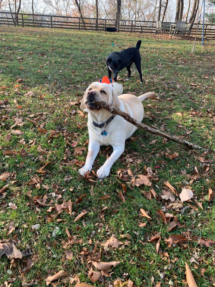Photo of a yellow lab chewing on a very large stick. 