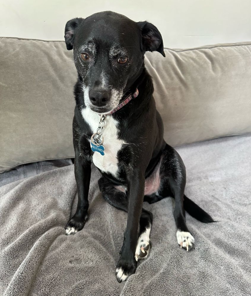 Photo of Ansel sitting on a couch with a distressed look in his face. 