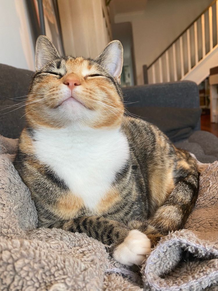smiling calico cat