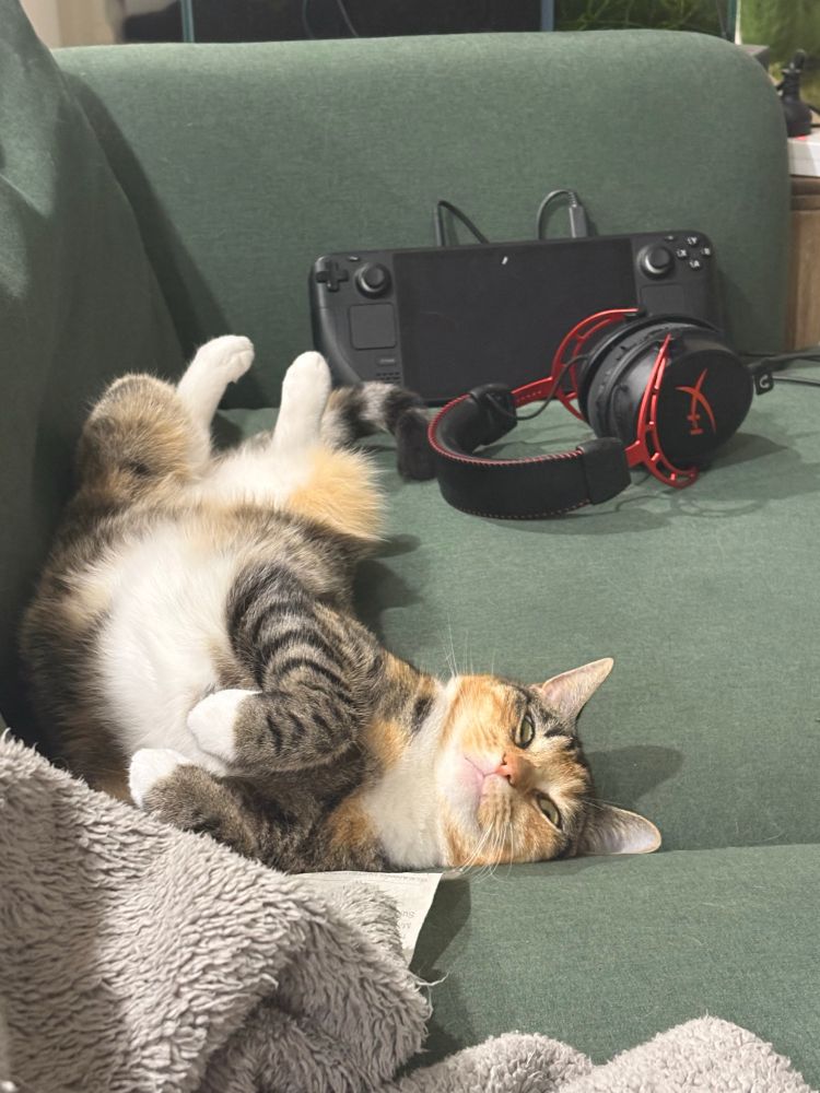 merry the cat upside down on couch