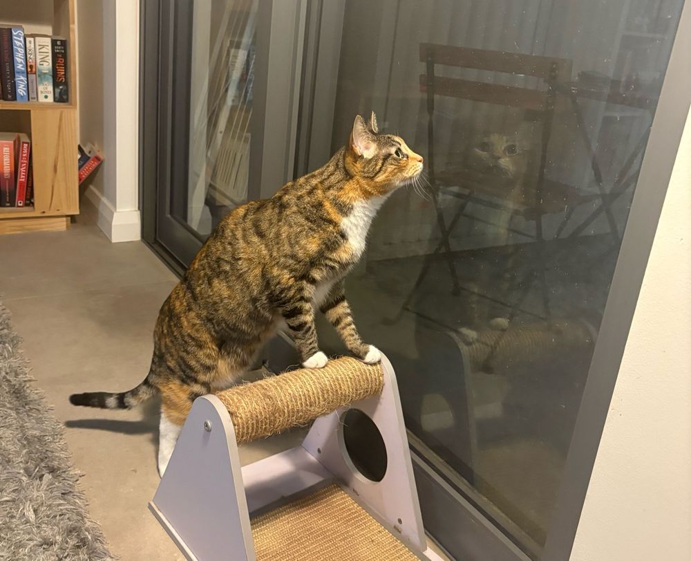 A cat standing on a cat scratcher, staring out the window at a bug, her face reflected in the  glass