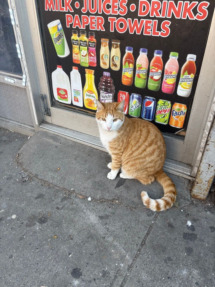 Yellow and white tabby cat in front of a bodega, where presumably the cat actually lives 