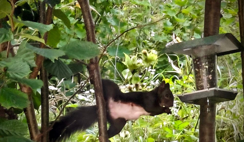 eichhörnchen ist mit beiden hinterbeinen an einem vertikalen ast festgekrallt während es mit horizontal lang gestrecktem oberkörper von einer vogelfütterung snackt