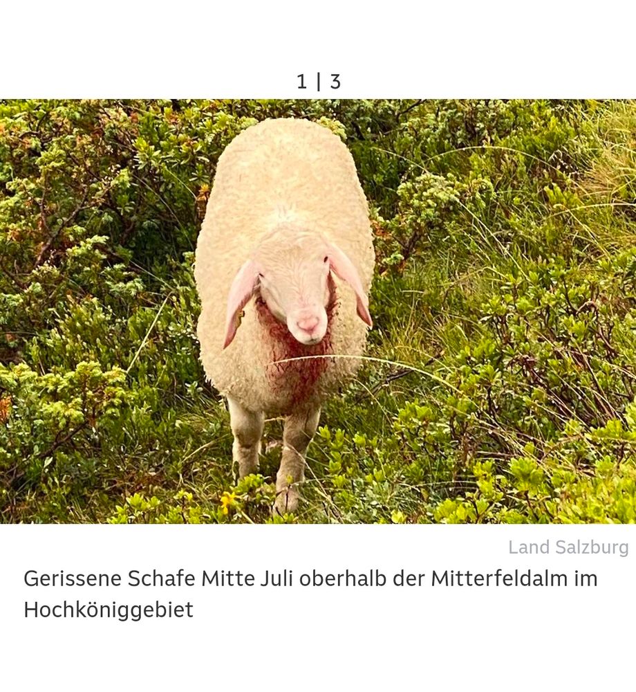 lebendes in richtung kamera blickendes schaf auf einer almweide, bildunterschrift: gerissene schafe mitte juli oberhalb deritterfeldalm im hochköniggebiet

https://salzburg.orf.at/stories/3316785/