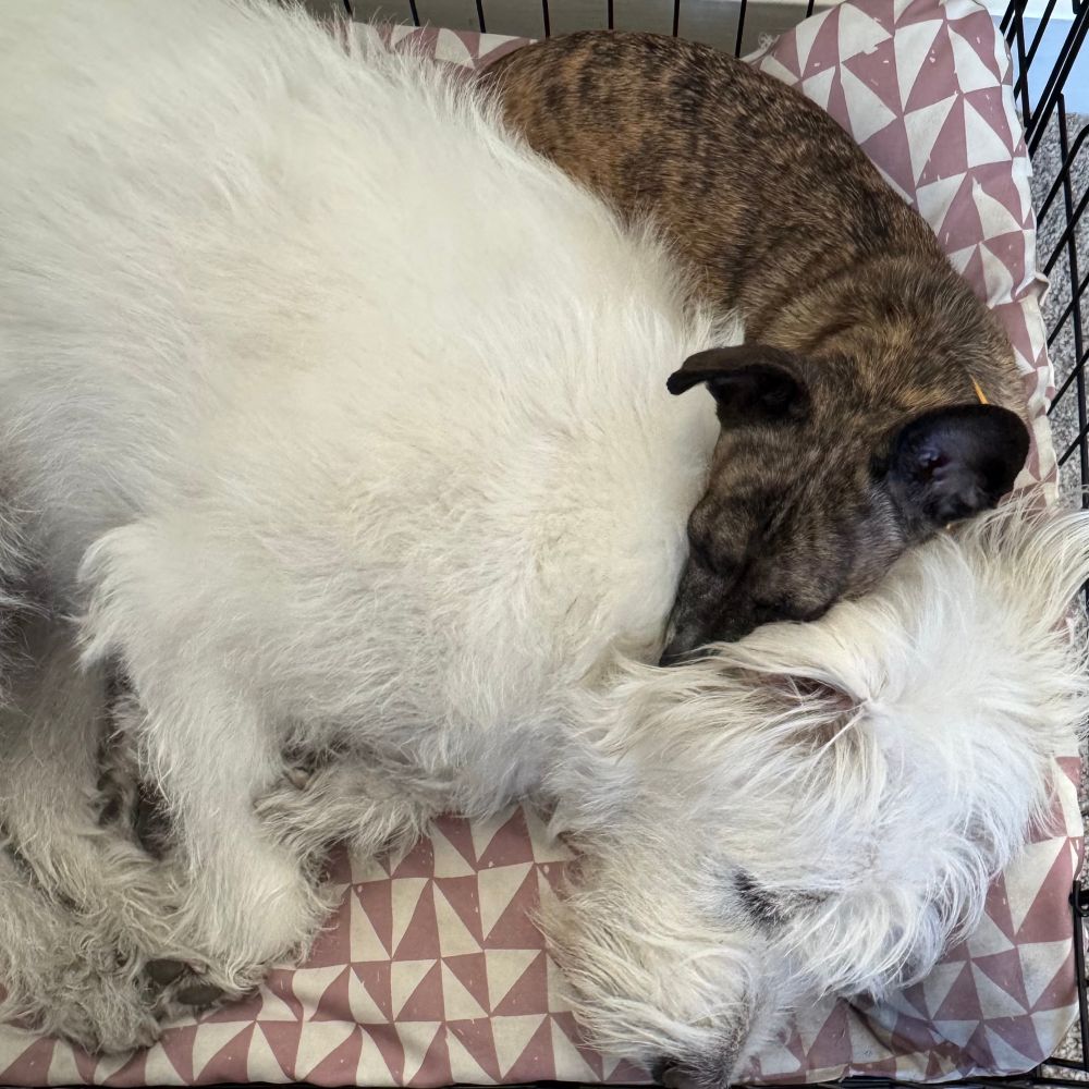 A large fluffy white jindo mix dog and a small brindle chihuahua snoozing together 