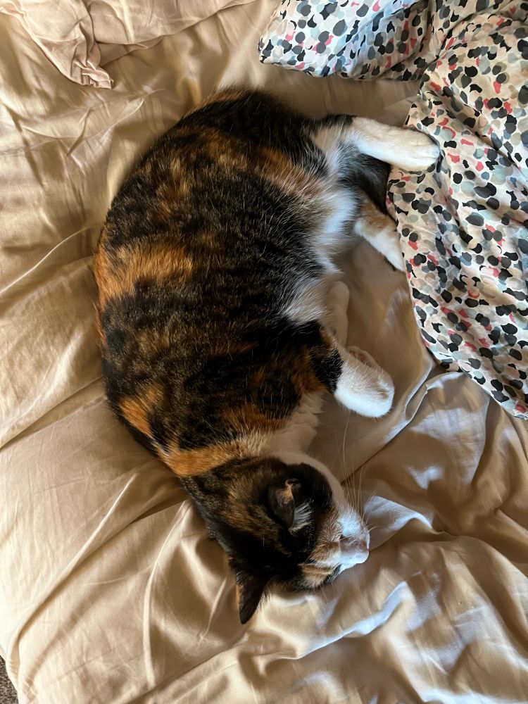 A calico cat is lounging on crumpled bedsheets
