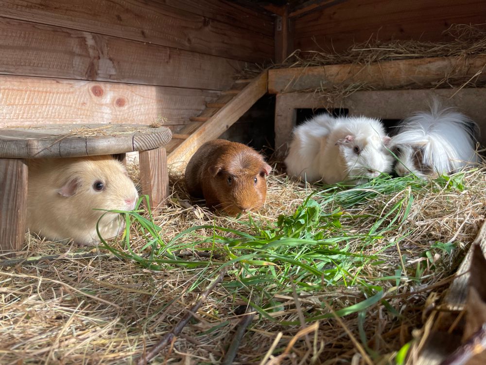 4 Meeris in Stall vor einem Grashaufen