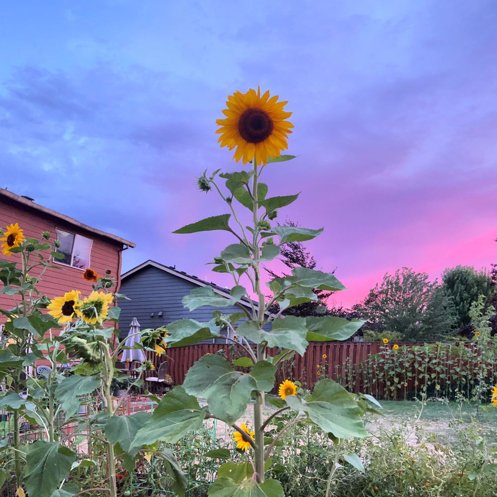 A tall sunflower with stormy summer evening sky behind it. Clouds are dark grey, blue purple and pink 