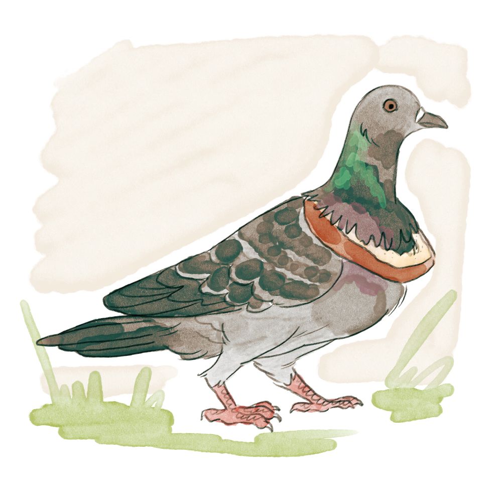 a loose, messy digital doodle of a dark grey pigeon with a big thin bread crust "necklace" around its neck