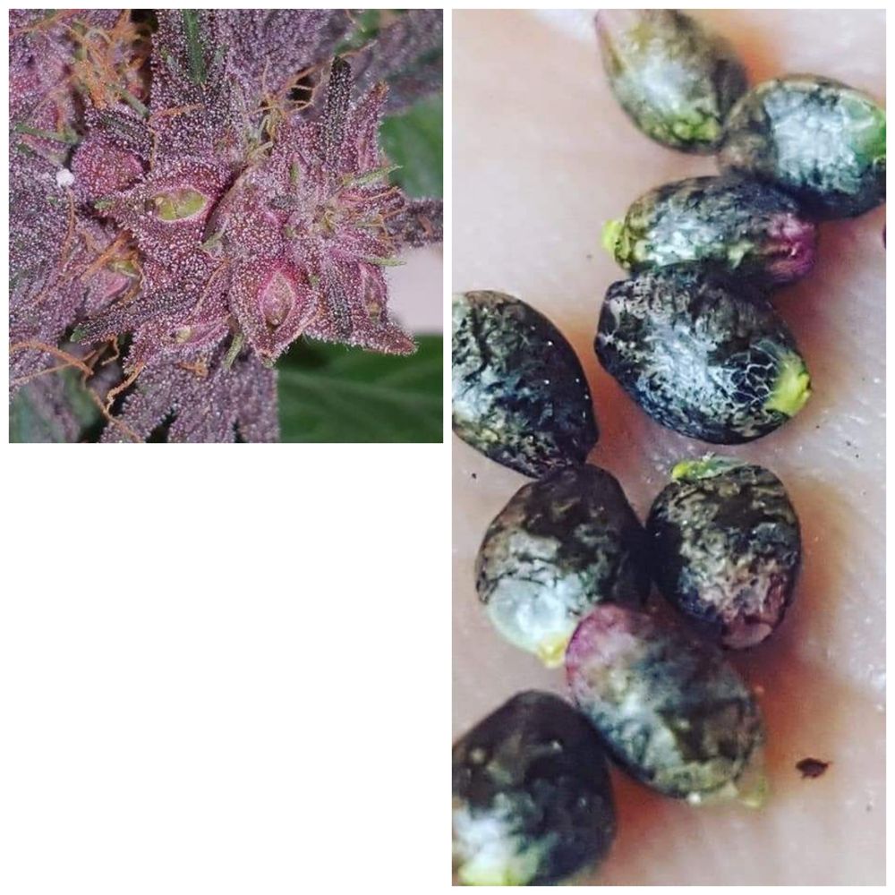 My new cannabis strains seeds came out with pink and yellow tips.