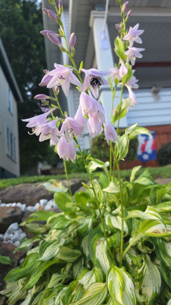 Bumble butt in pink bell shaped flowers