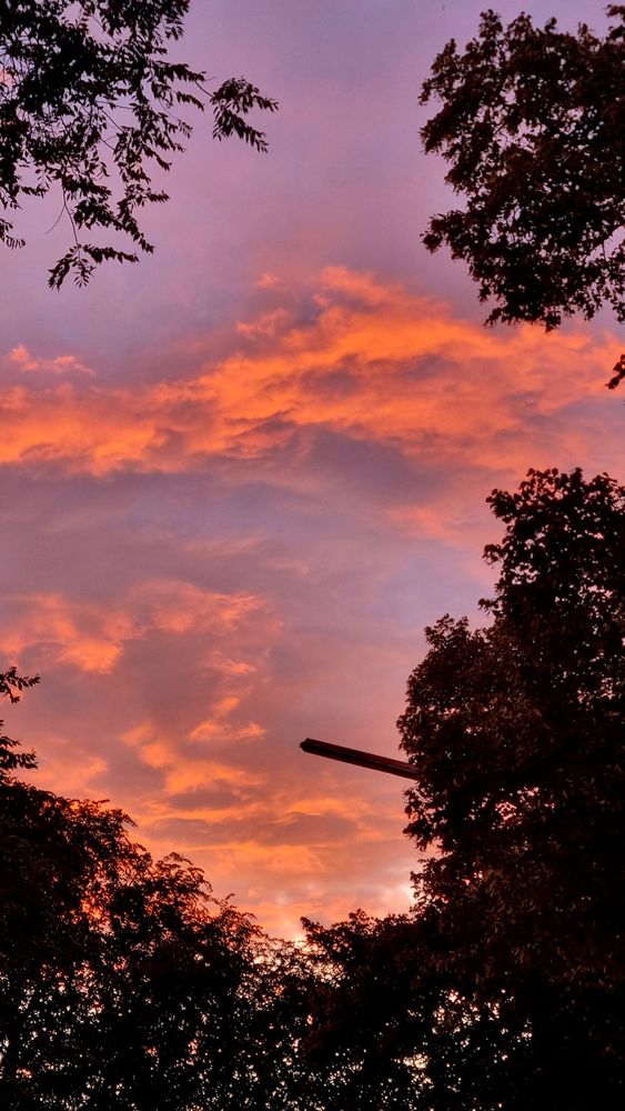 rote wolken zwischen baumwipfeln am lilafarbenen himmel