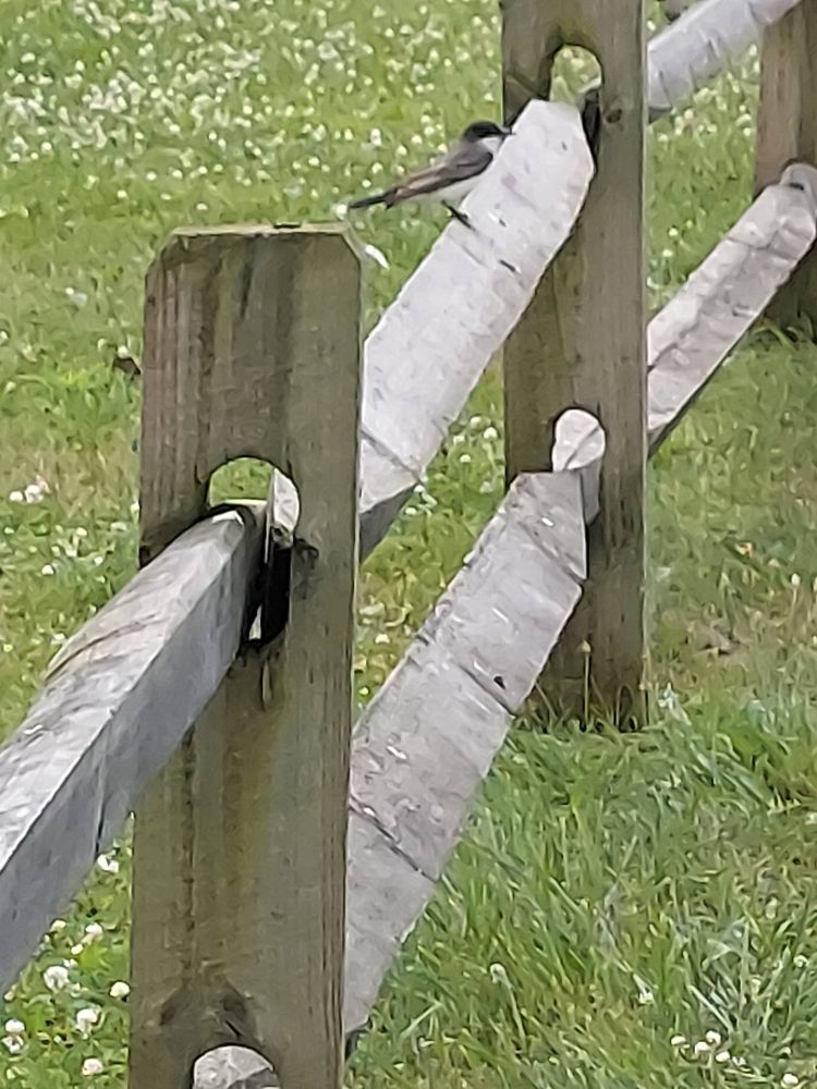 A photo of the Eastern Kingbird in Rockfall Point, East Macomb, New York Federation.