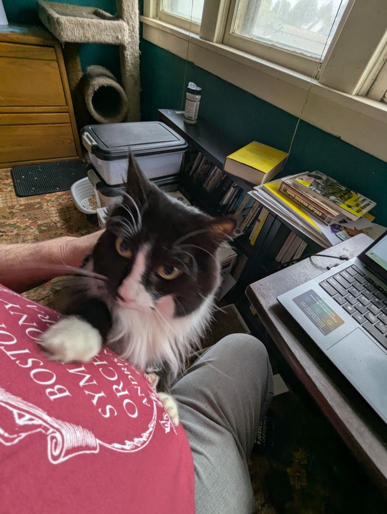Olive the long haired tuxedo cat pokes holes in my Boston symphony shirt, begging for attention 