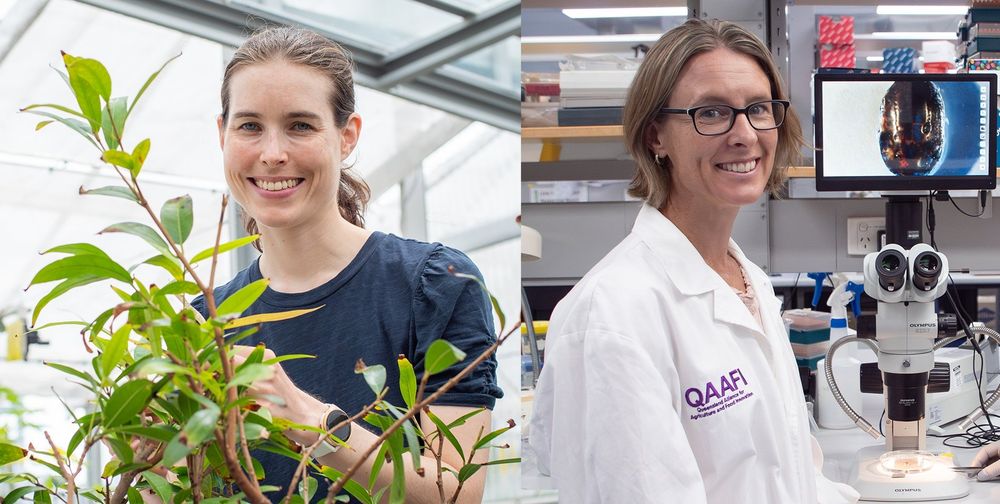 Side by side headshots of Anne Sawyer with plants in greenhouse and Hannah Siddle in front of laboratory equipment 