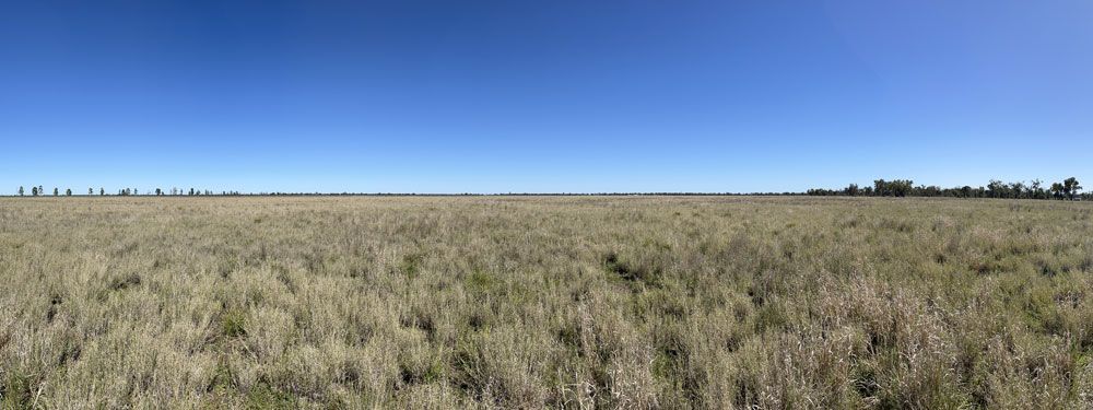 Field of native grain with blue sky behind