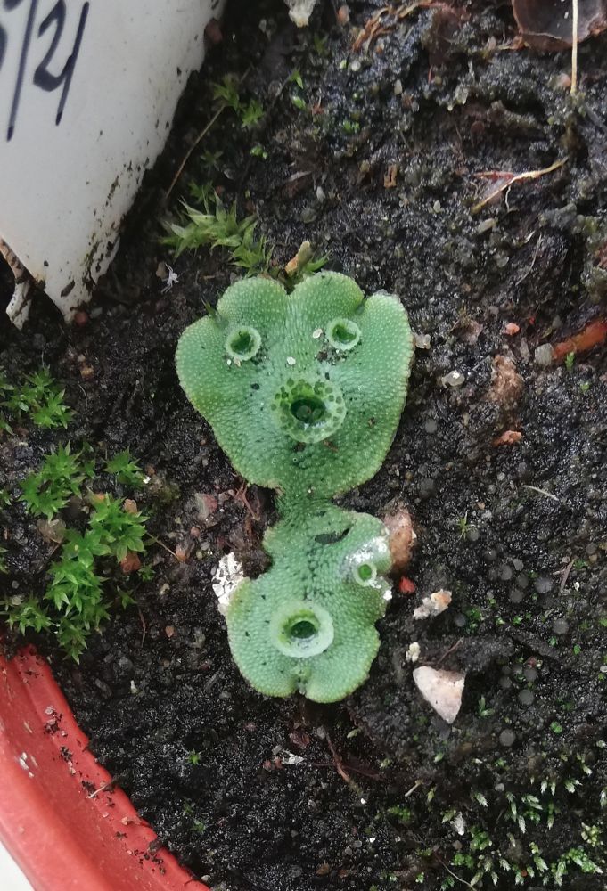 Liverworts with gemma cups ressembling eyes and mouth