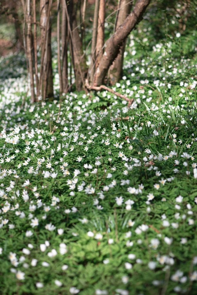 Dense carpet of white wood anemones in full bloom
