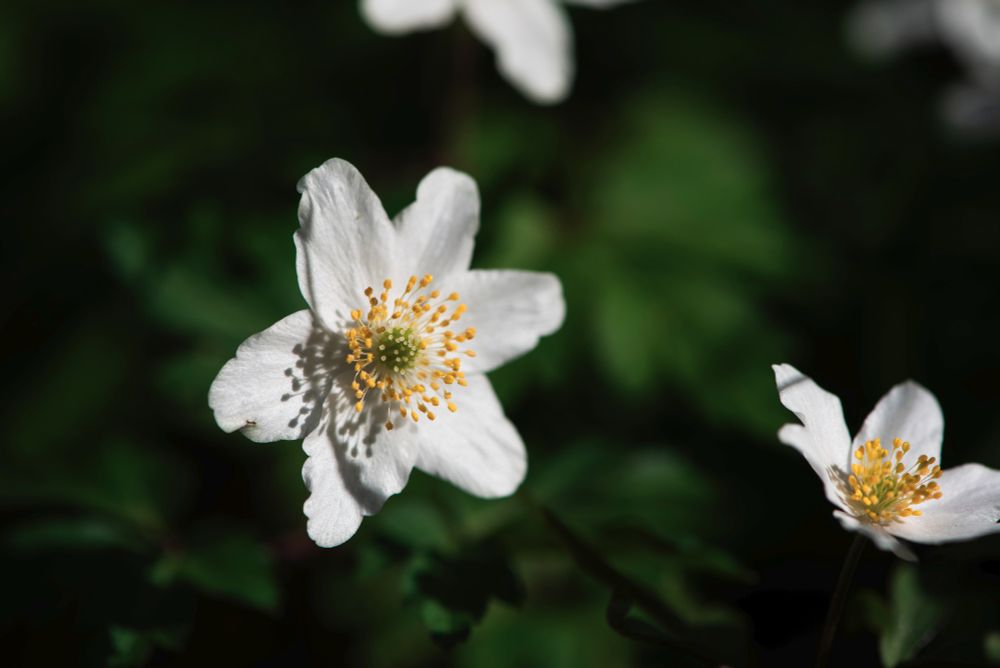 Individual wood anemone flower