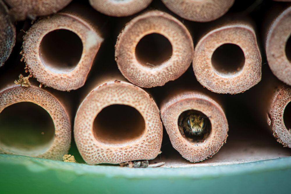 Solitary bee peeking from bug hotel hole