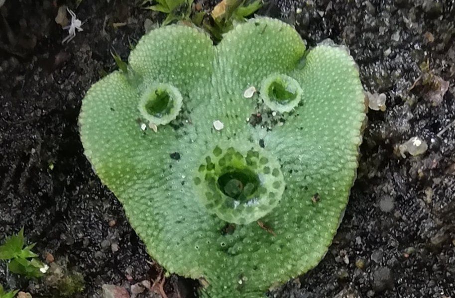 A liverwort with gemma cups ressembling eyes and mouth