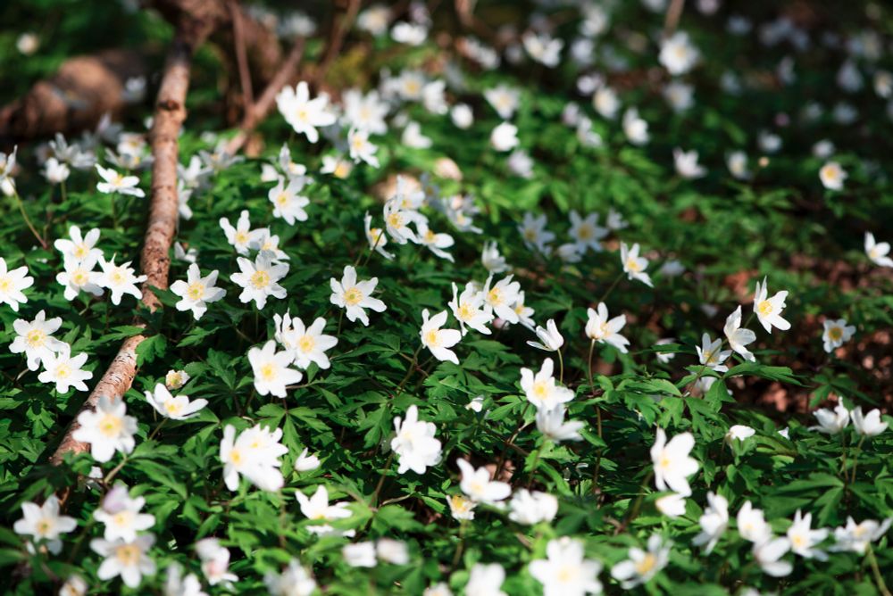 Dense carpet of white wood anemones in full bloom