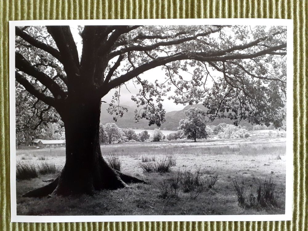 A BnW image of an oak in silhouette in the left foreground. It frames the view across fields towards Ullswater and some fells in the distance. Reed tufts in shadow complete the image, providing a darker base.