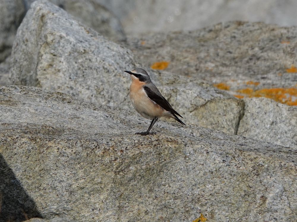 Wheatear