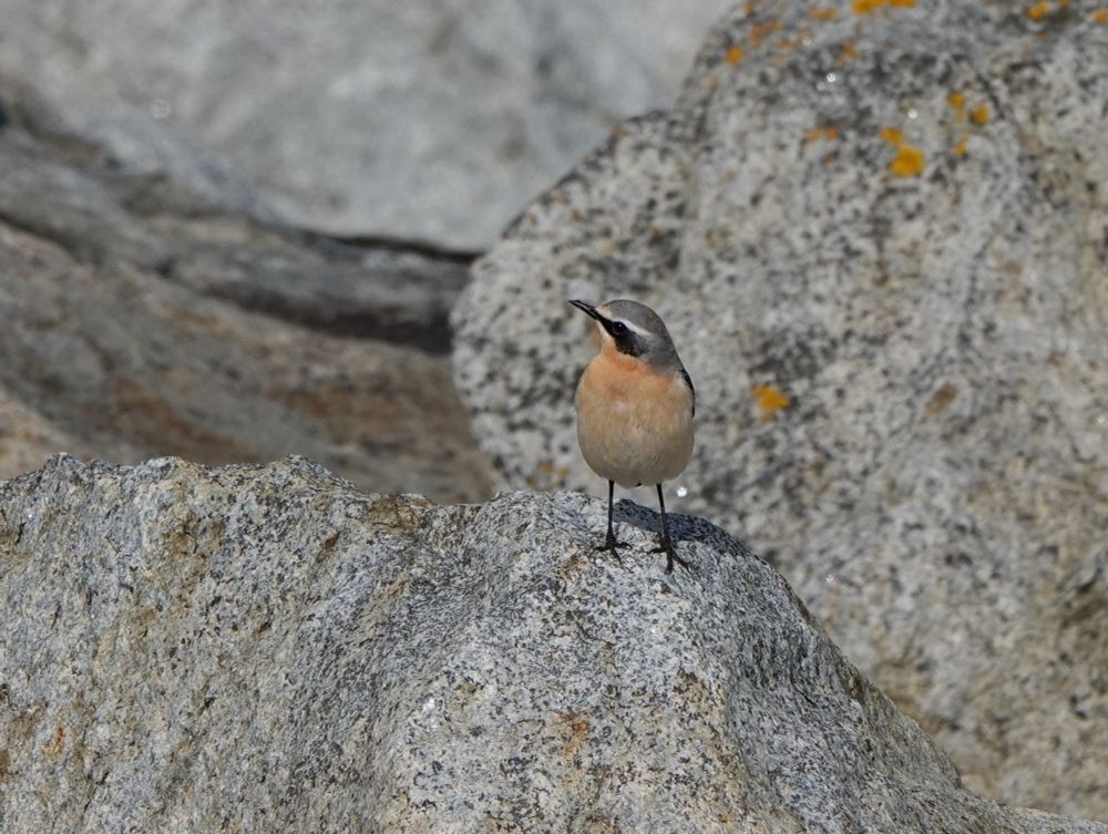 Wheatear