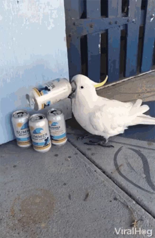 a white bird standing next to a pile of cans that say summer ale