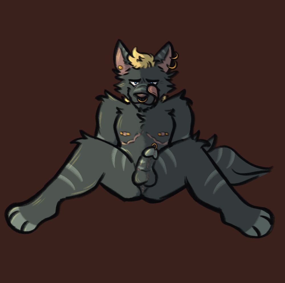 Anthro gray wolf sitting with his legs spread, he's looking towards the viewer and licking his lips while his cock is semi-hard. He has piercings, mastectomy scars and phalloplasty scars.