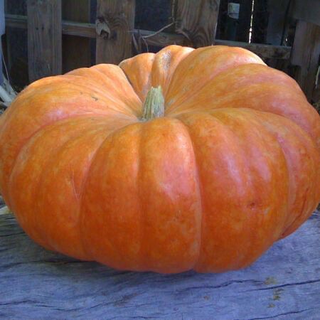 Photo of a cinderella pumpkin