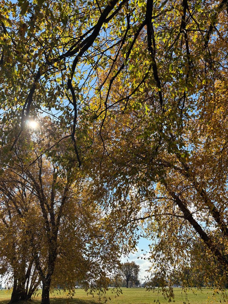 Sunlight shining through leaves changing colors