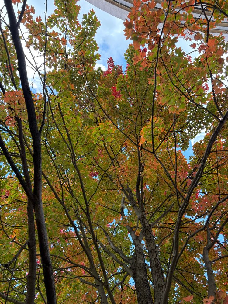 Trees with leaves changing colors. 