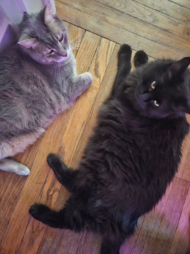 Picture of two cats laying on a hardwood floor. The cat on the left is a gray tabby and the cat on the right is black and fluffy 