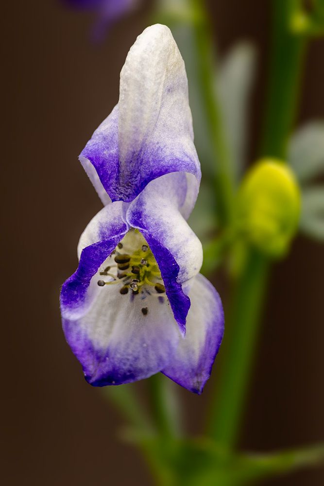 Close up of a Monkshood flower.