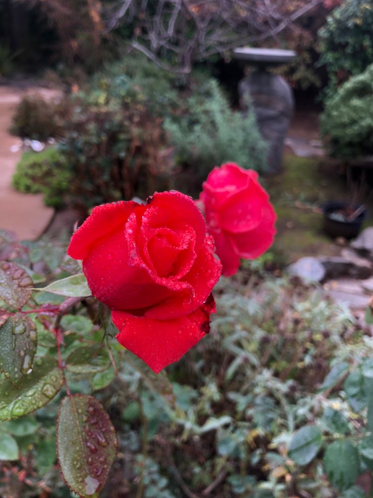 Red roses covered in dew drops in a backyard filled with a variety of out-of-focus greenery.